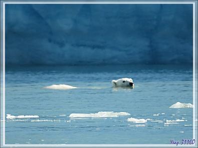 L'ourse et son gros ourson de Croker Bay - Devon Island - Nunavut - Canada