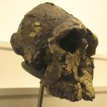 Prémices de l'Humanité en Afrique