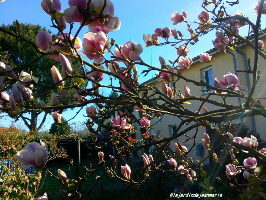 Le magnolia soulangeana ou le tulipier