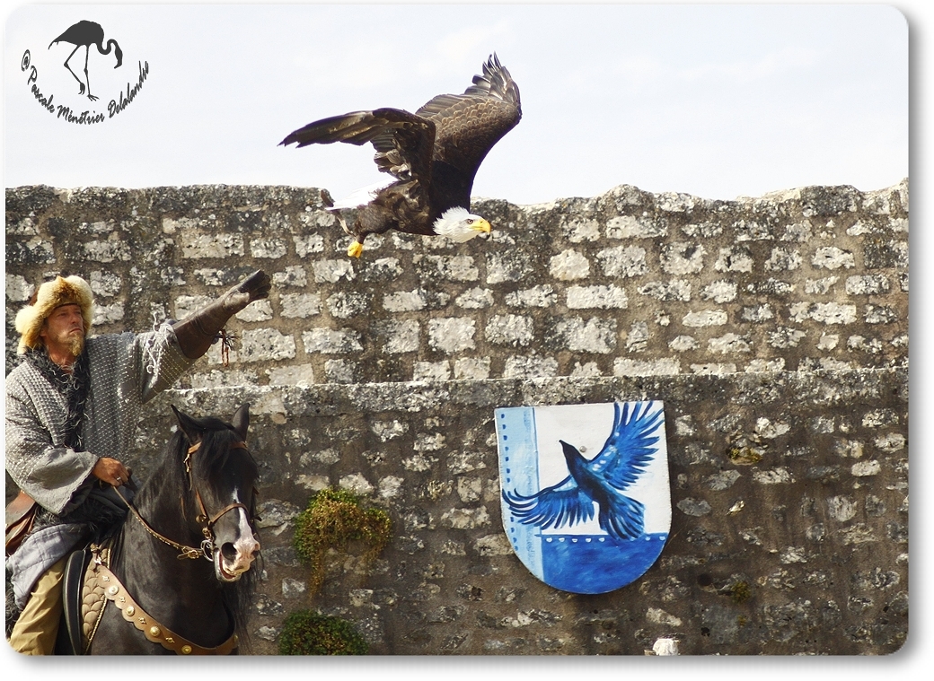 Pygargue à queue blanche (Vol Libre - Provins)