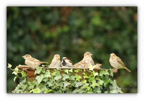 Moineau domestique