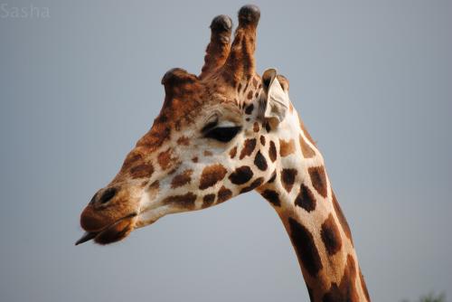 7 - Girafe.