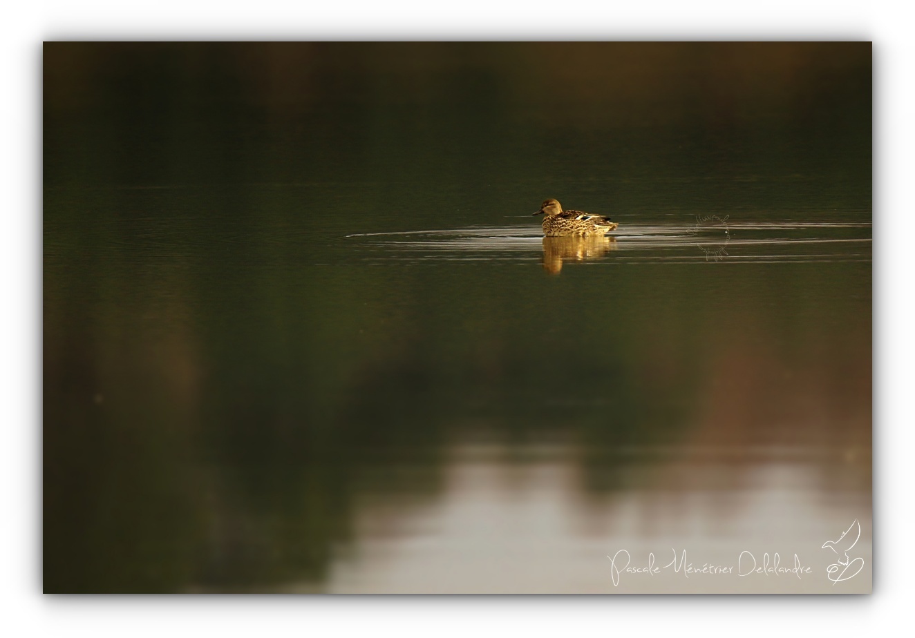 Cohabitation sur le lac...