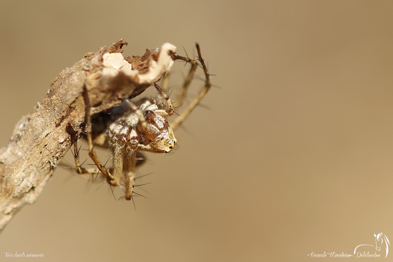 Araignée Lynx du genre Oxyopes  (peut-être lineatus)