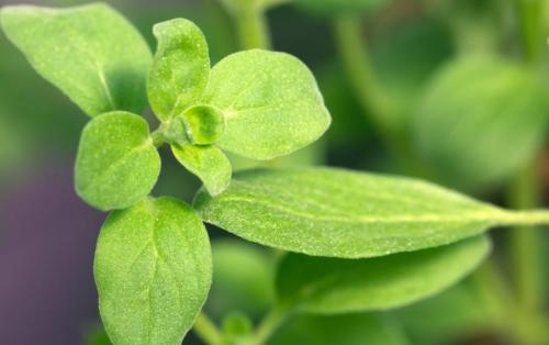 Fleurs cultivées : Marjolaine