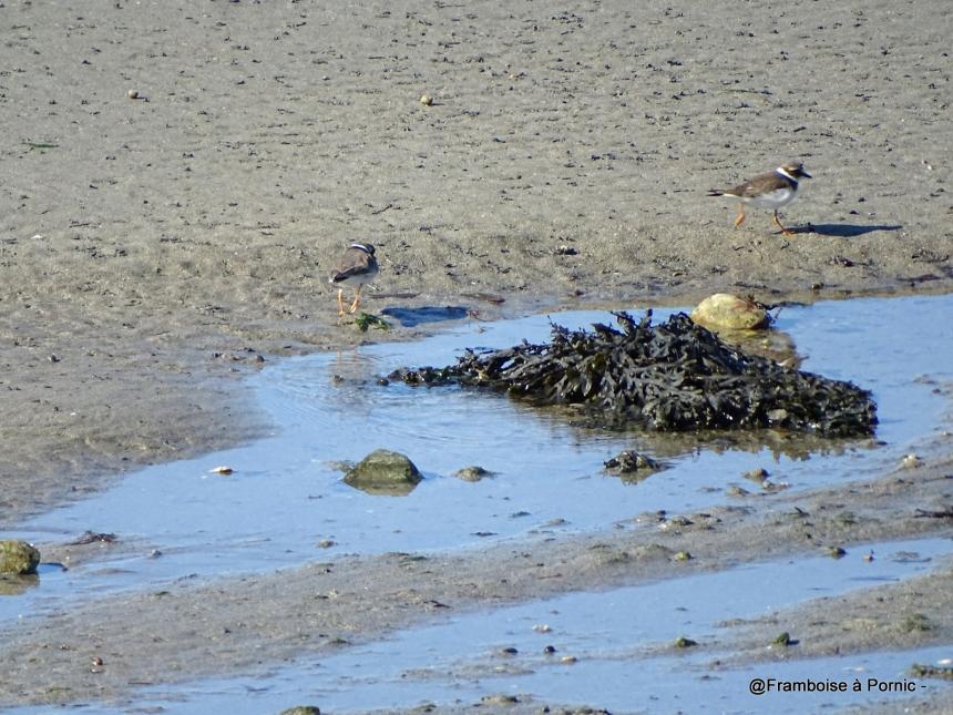 Les oiseaux de la Prée à la Plaine sur Mer - 44- Grand gravelot
