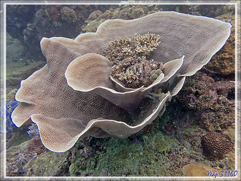 Possible Corail laitue, Lettuce coral (Turbinaria mesenterina) - Beangovo - Tsarabanjina - Mitsio - Madagascar