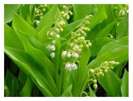 muguet-01.jpg