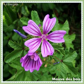 Mauve des bois-Malva sylvestris