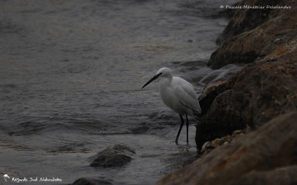 Aigrette garzette