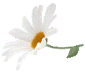 Les marguerites
