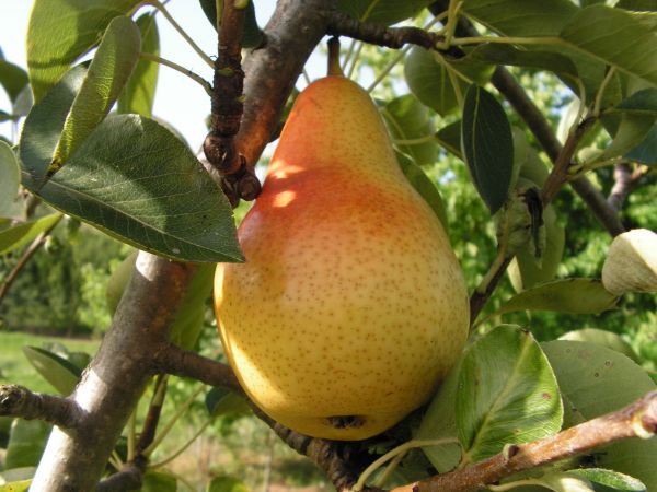 Fruits du mois d'Août 