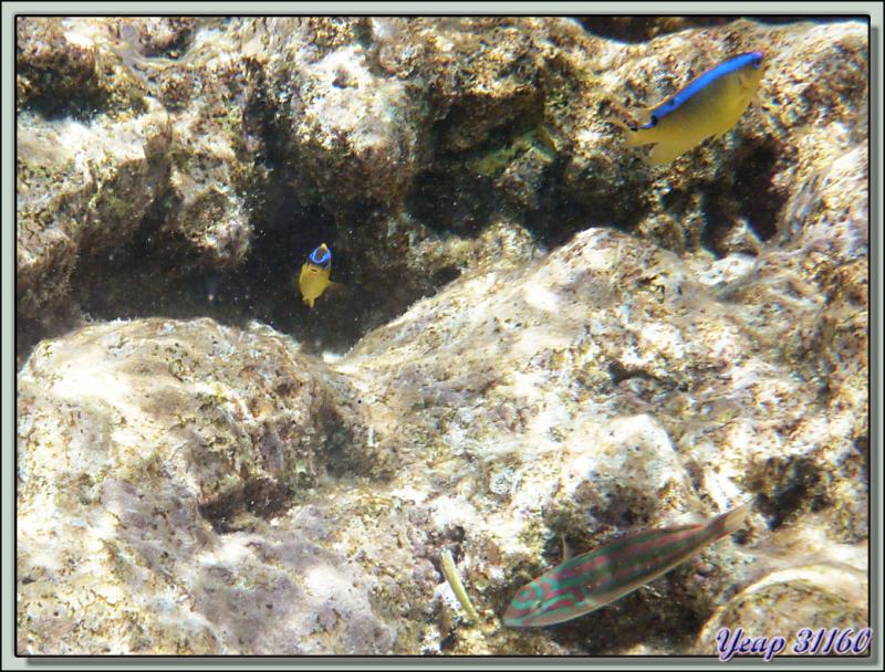 Snorkeling dans le lagon de la pension Raira Lagon : Demoiselle de Brownrigg et Girelle paon à raies rouges - Rangiroa - Polynésie française