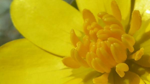 les Fleurs d'ANNE .L  