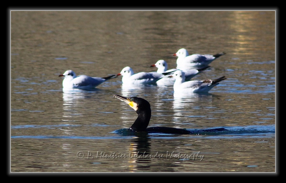 Décollage laborieux d'un Cormoran...