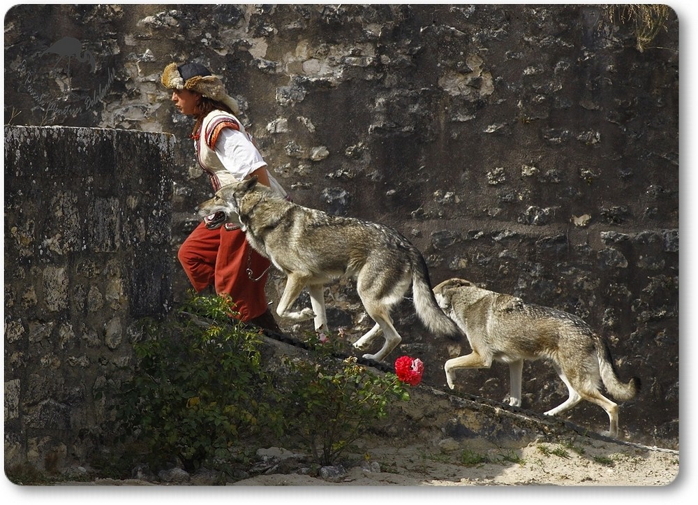 Des chevaux, des loups et des hommes...