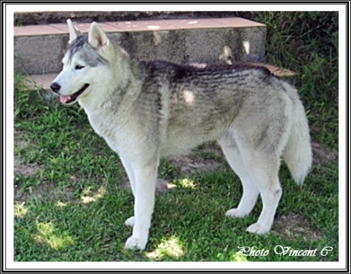 Fox Husky 21 mois