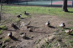 La randonnée du 16 mars à la Grâce-de-Dieu-Caen : le Petit Tour de Caen 01