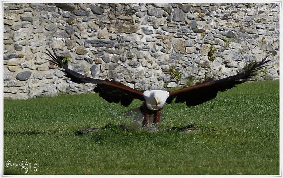 Pygargue vocifère (Aigle pêcheur) - Haliaeetus vocifer - African Fish Eagle