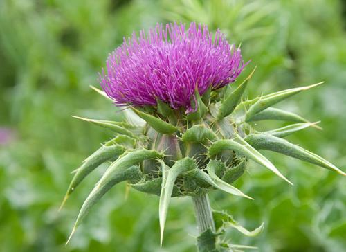 Fleurs cultivées : Panicaut