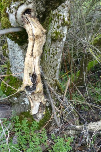 Langage arbustif :