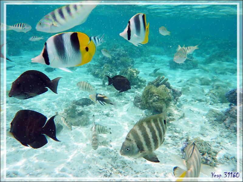 Par moments, ça grouille ! - Jardin de Corail - Motu Tautau - Taha'a - Polynésie française