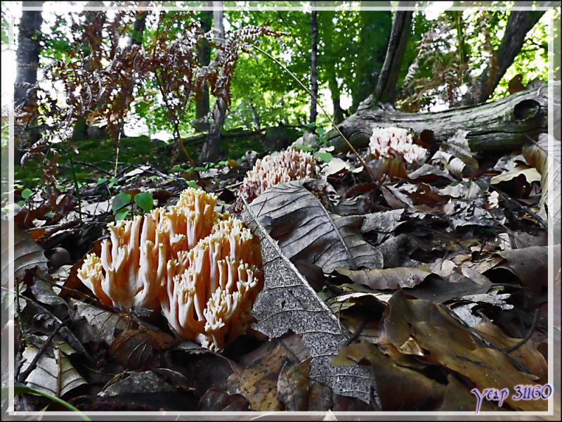 Champignon Clavaire élégante ? (Ramaria formosa ?) - Milhas - 31