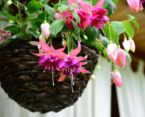 Fleurs cultivées : Fuchsias