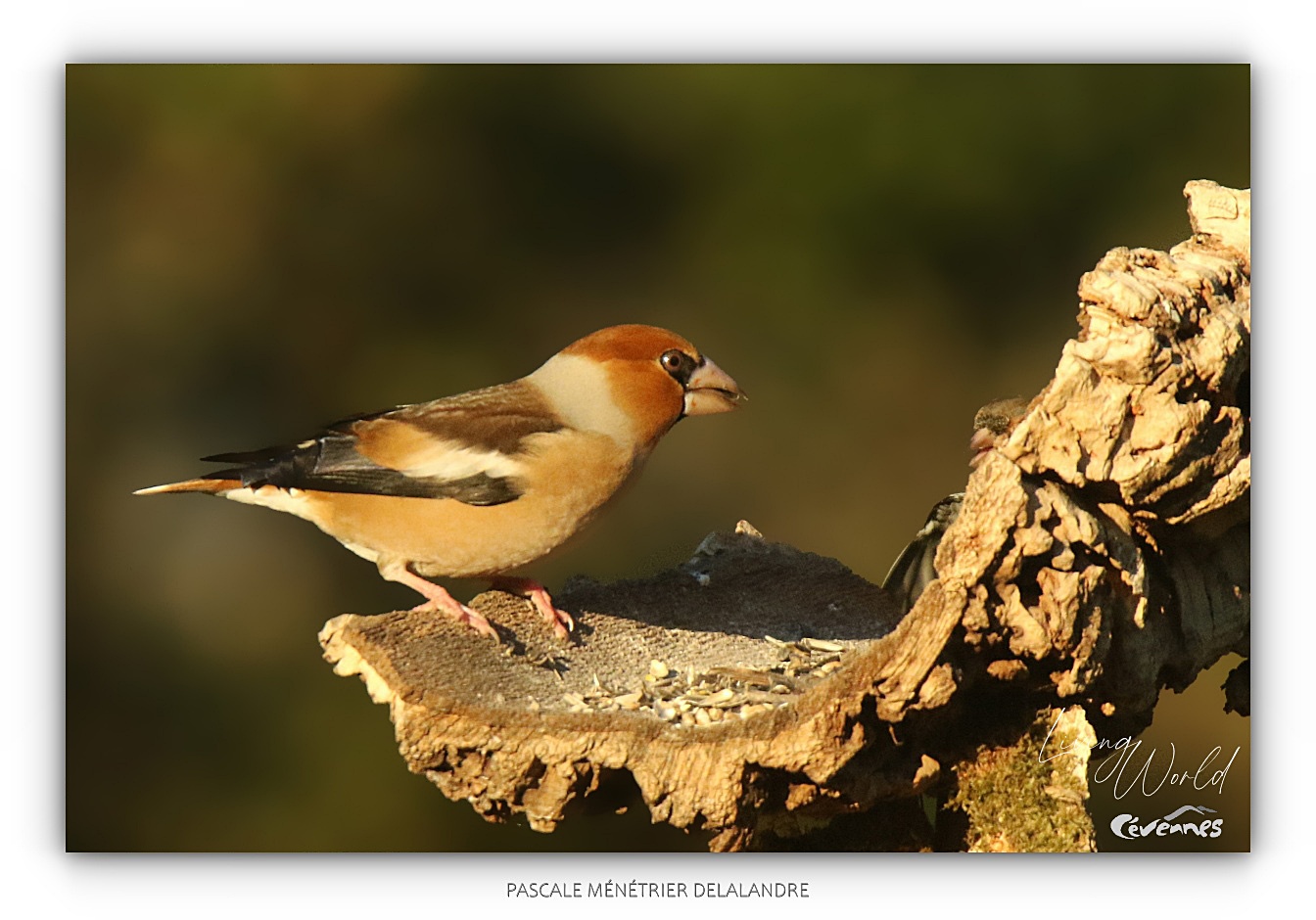 Un Pinson des arbres s'invite à la mangeoire