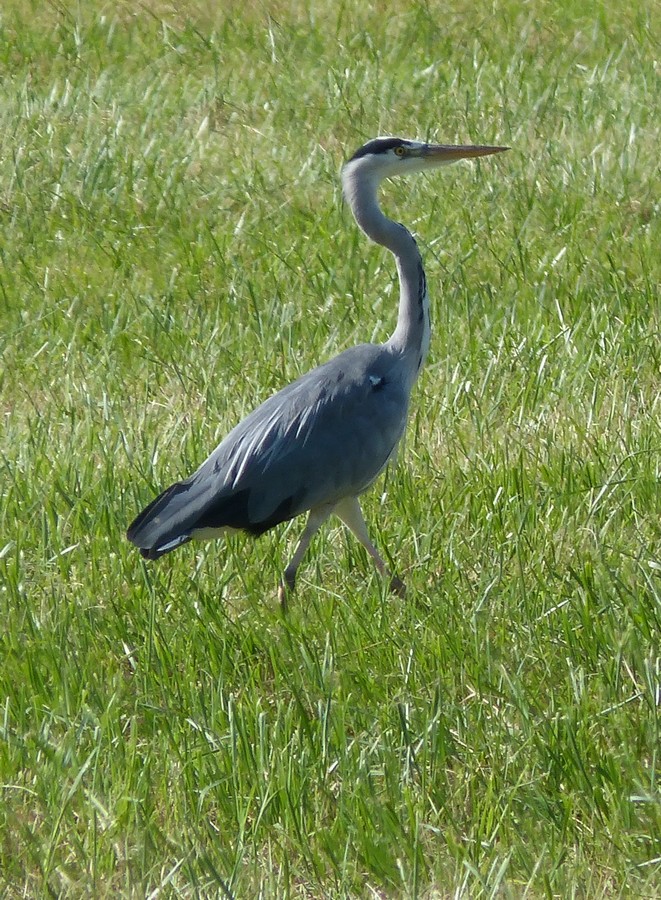 Hier les canards, aujourd'hui ...
