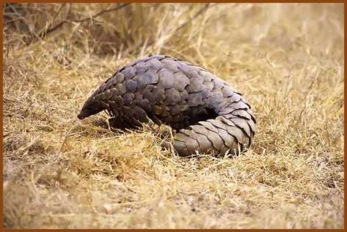 animaux d asie