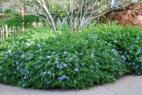 Fleurs cultivées : Plumbago