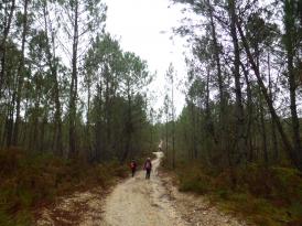 CR / RANDO 15 / CASTRES-GIRONDE 