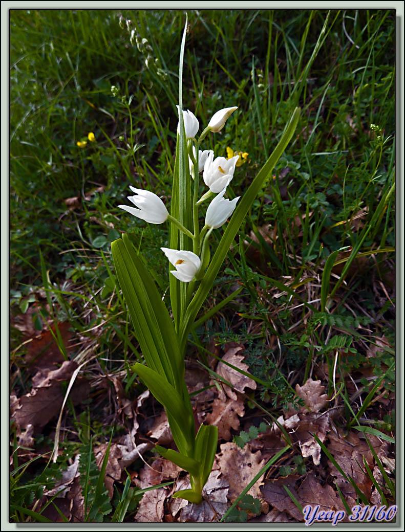 Orchidée Céphalanthère à longues feuilles (Cephalanthera longifolia) - Galié - 31  (Flore)