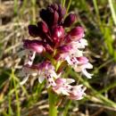 Index illustré orchidées