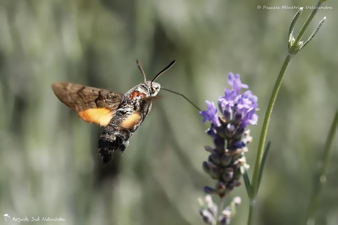 Moro sphinx ou Sphinx colibri ou Sphinx du caille-lait (Macroglossum stellatarum) - Sphingidae