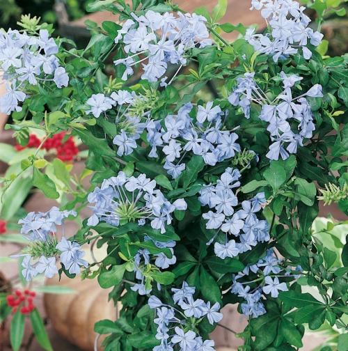 Fleurs cultivées : Plumbago