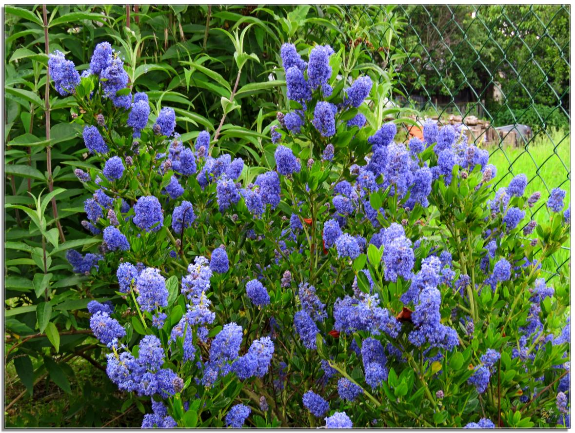 ENTRE  DEUX  AVERSES  AU  JARDIN 