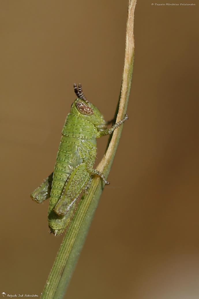 Criquet (Juvénile de Pezotettix giornae)