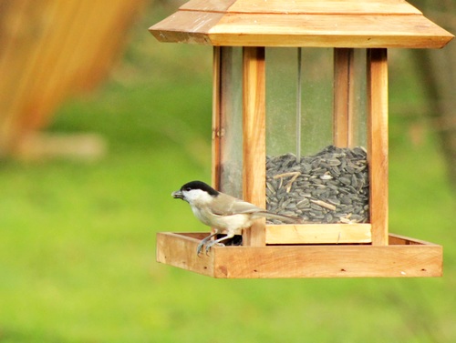 Oiseaux de mon jardin...
