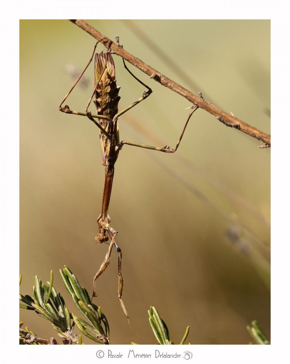 Empuse commune mature ♀ - Empusa pennata