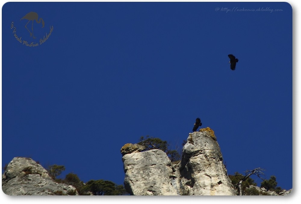 Vols de vautours (Gorges de la Jonte)...