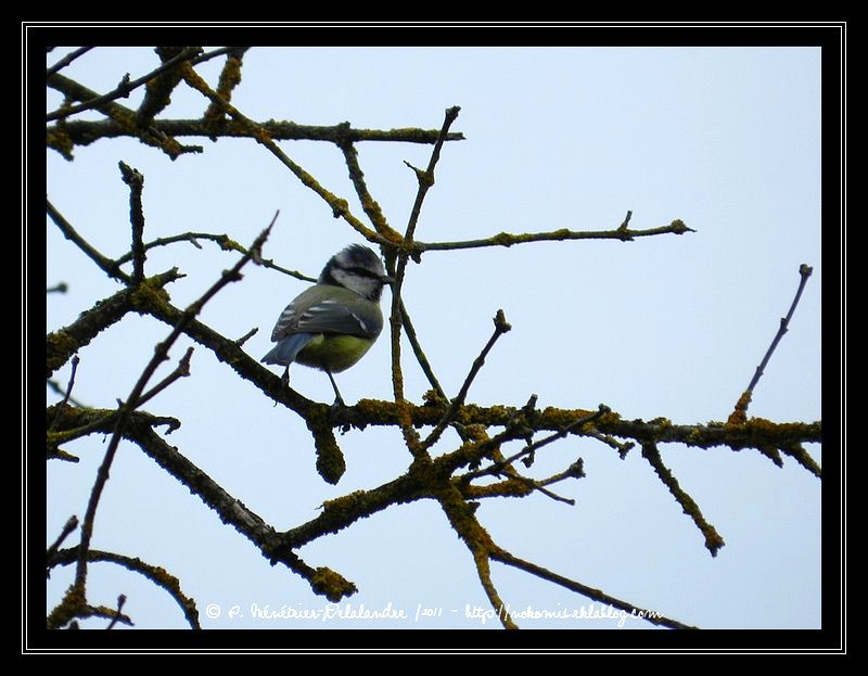 Mésange bleue...