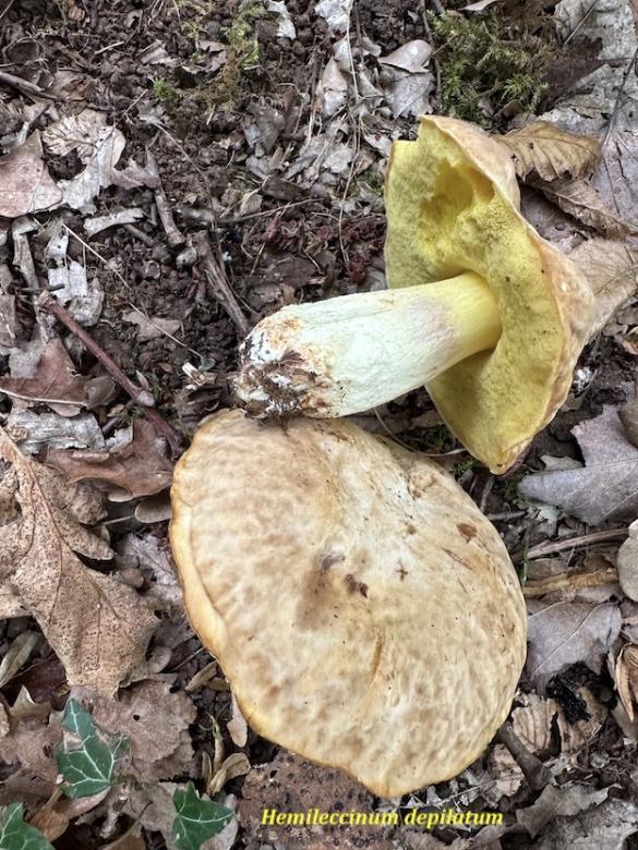 Les champignons commencent à pointer le bout de leur nez en Châtillonnais...