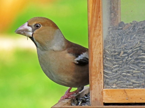 Oiseaux de mon jardin...