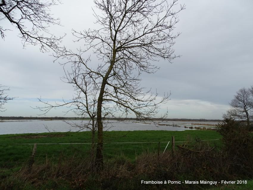 Pornic, Marais Mainguy - Février 2018