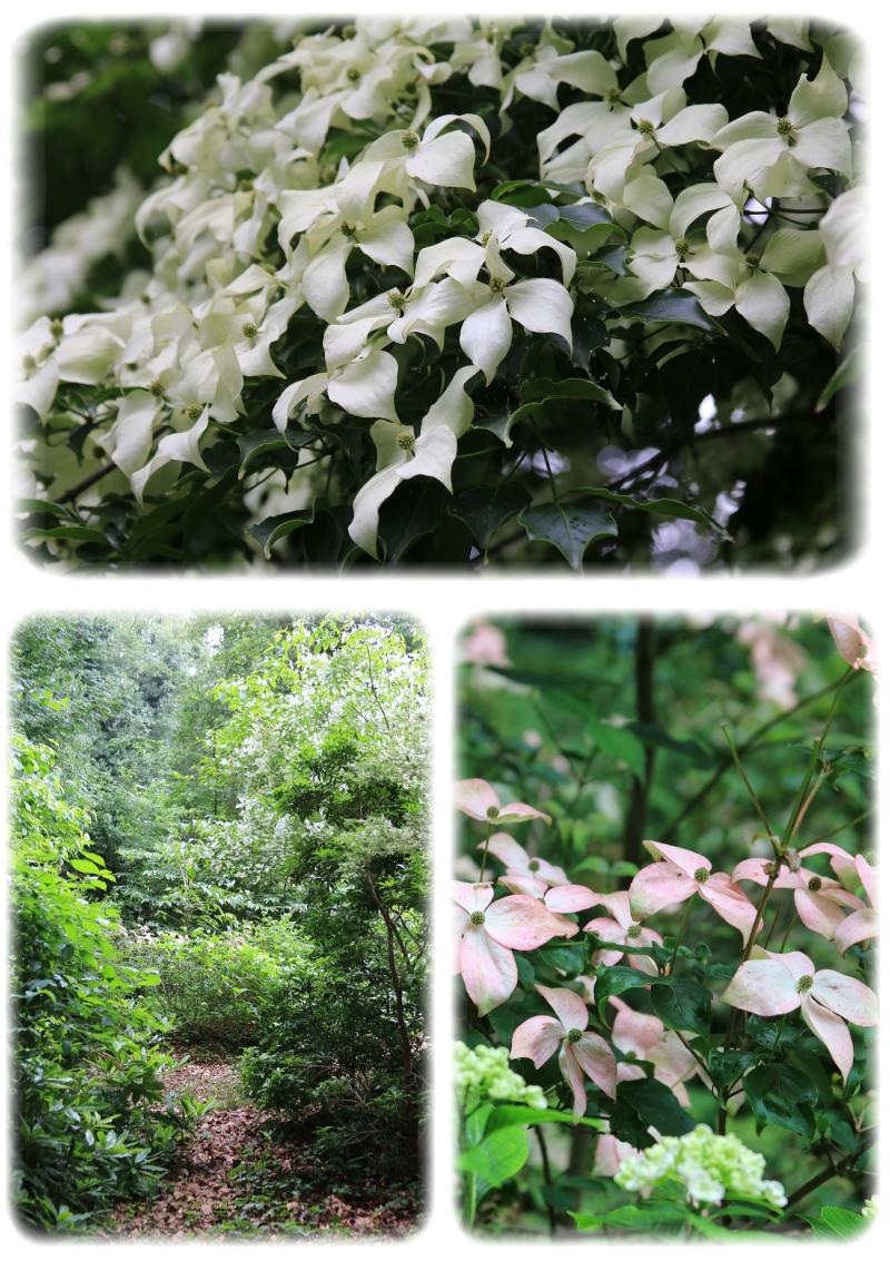 Le joli jardin de Fabienne