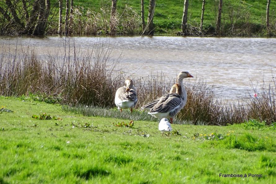 Lac de Bourgneuf en retz - 2020 