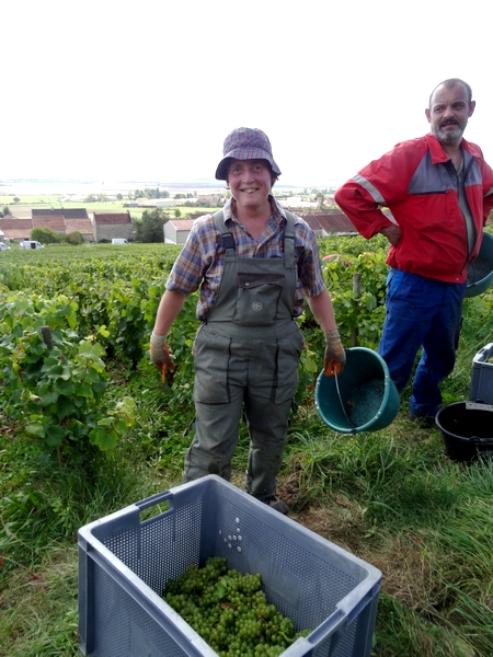 Les vendanges 2014 au Domaine Brigand de Massingy