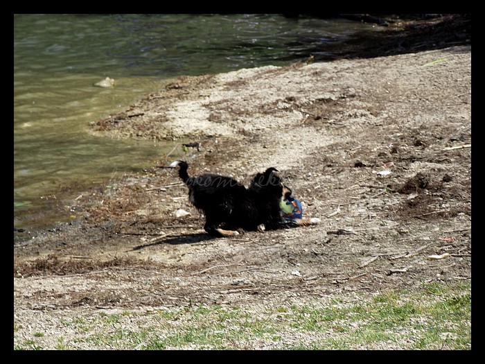 Tranches de vie d'un Australian Shepherd
